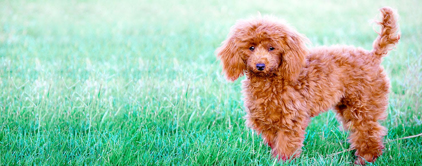 Red toy sales poodle names